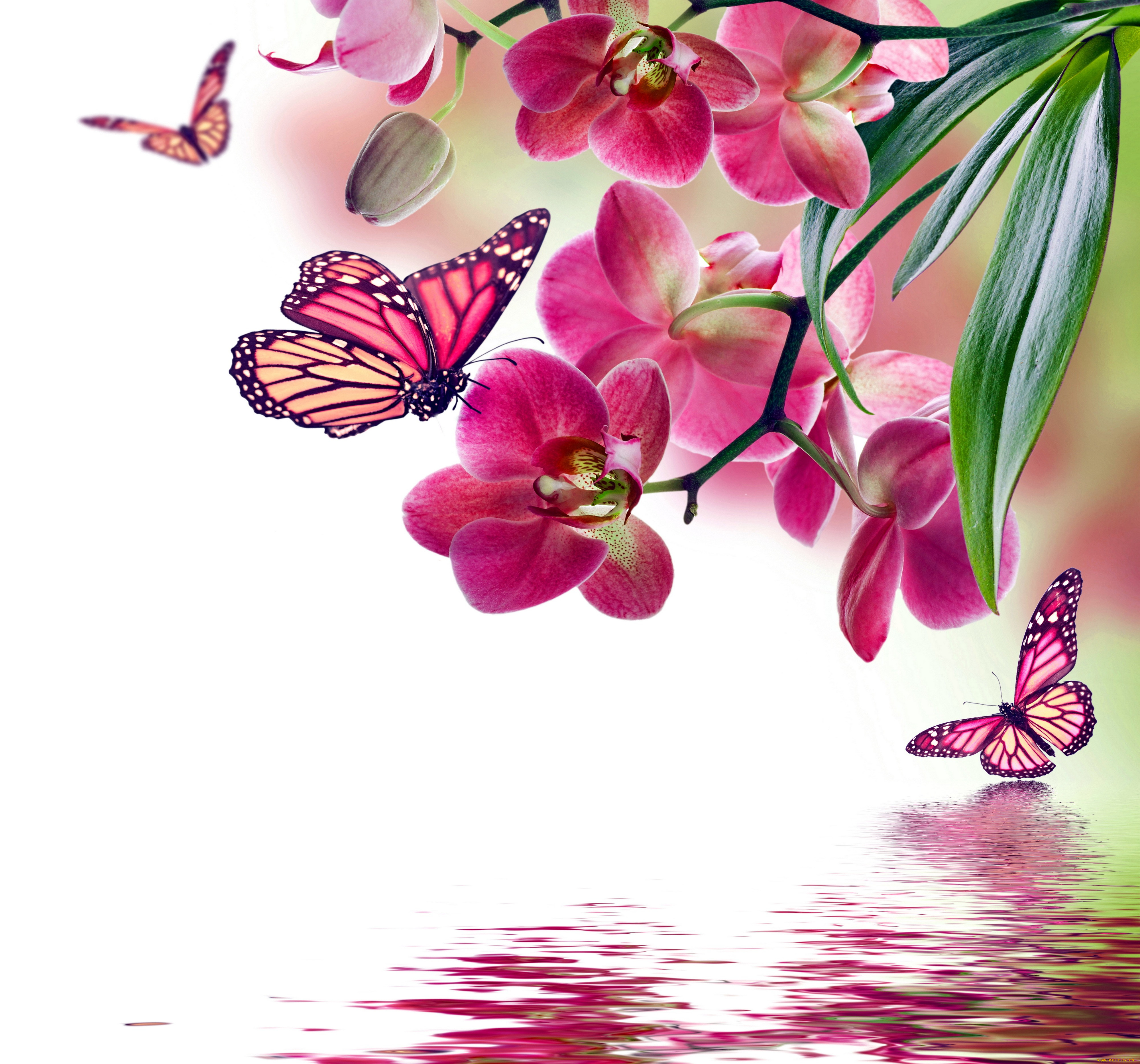 ,  , , , , butterflies, beautiful, flowers, reflection, water, pink, orchid